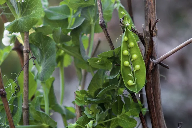 ärtor, trädgårdsarbete, natur, färsk, vegetabiliska, växt, naturlig, peas in a pod. Affärssystem: så kartlägger du behov och krav