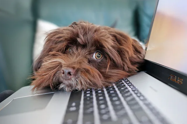 dog, containment, telework, bichon, havanese, animal, cute, pet, laptop, nature, keyboard, computer science, reflection, animals. Kostnader för ekonomisystem: abonnemang, införande och support